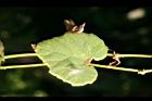 青牛膽-葉01.jpg