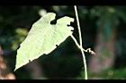 青牛膽-葉02.jpg