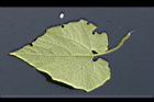 青牛膽-葉背1.jpg