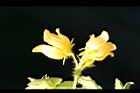 青牛膽-雄花01.jpg