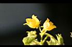 青牛膽-雄花02.jpg