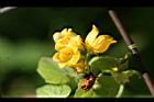 青牛膽-雄花04.jpg