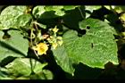青牛膽-雄花05.jpg