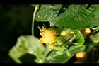 青牛膽-雄花06.jpg