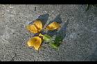 青牛膽-雌花01.jpg