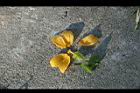青牛膽-雌花02.jpg