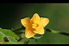 青牛膽-雌花03.jpg