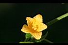 青牛膽-雌花04.jpg