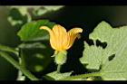 青牛膽-雌花05.jpg