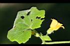 青牛膽-雌花06.jpg