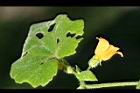 青牛膽-雌花07.jpg
