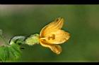 青牛膽-雌花08.jpg