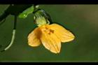 青牛膽-雌花09.jpg