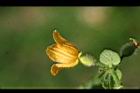 青牛膽-雌花10.jpg