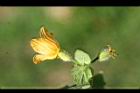 青牛膽-雌花11.jpg