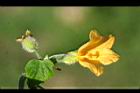 青牛膽-雌花13.jpg