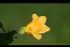 青牛膽-雌花14.jpg