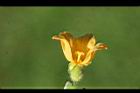 青牛膽-雌花15.jpg