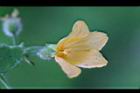 青牛膽-雌花16.jpg