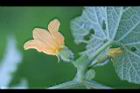 青牛膽-雌花17.jpg