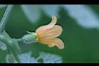 青牛膽-雌花18.jpg