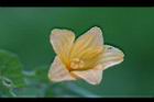 青牛膽-雌花19.jpg