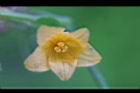 青牛膽-雌花20.jpg