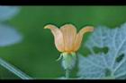 青牛膽-雌花21.jpg