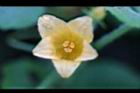 青牛膽-雌花23.jpg