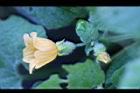青牛膽-雌花25.jpg