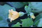 青牛膽-雌花26.jpg