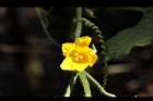 青牛膽-雌花29.JPG