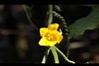 青牛膽-雌花30.JPG