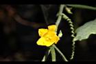 青牛膽-雌花32.JPG