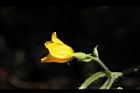 青牛膽-雌花33.JPG