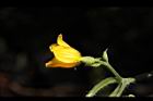 青牛膽-雌花34.JPG