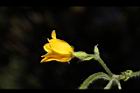 青牛膽-雌花35.JPG