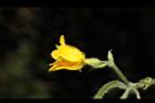 青牛膽-雌花36.JPG