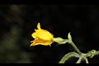 青牛膽-雌花37.JPG
