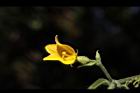 青牛膽-雌花38.JPG