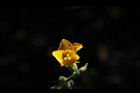 青牛膽-雌花39.JPG