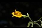 青牛膽-雌花40.JPG