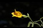 青牛膽-雌花41.JPG