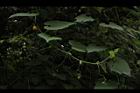 青牛膽-雌花序00.JPG