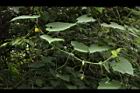 青牛膽-雌花序01.JPG
