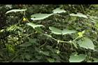 青牛膽-雌花序02.JPG