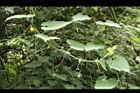 青牛膽-雌花序03.JPG