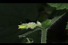 青牛膽-雌花苞00.JPG