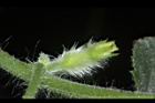 青牛膽-雌花苞01.JPG