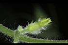 青牛膽-雌花苞02.JPG